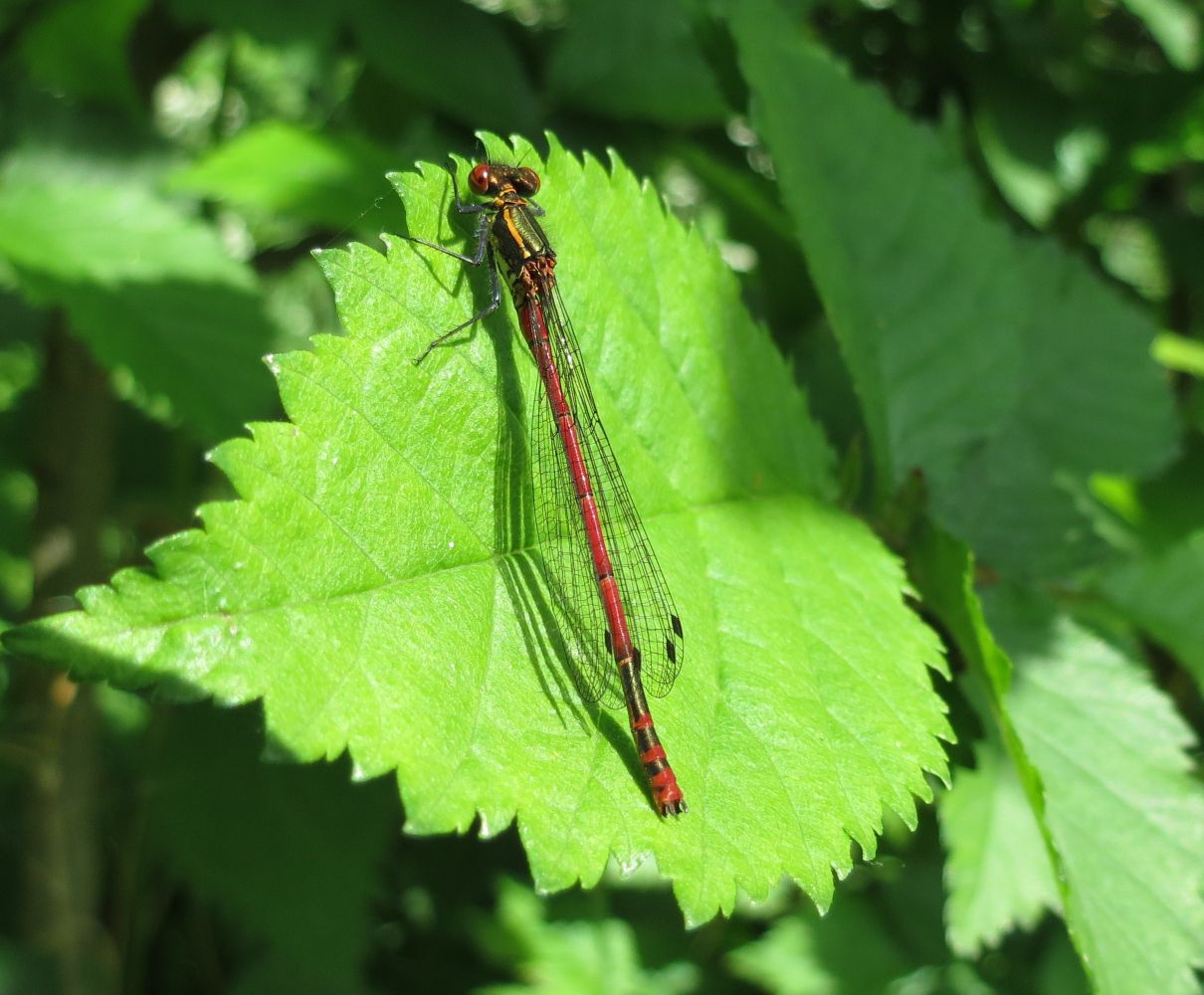 Large Red Damselfly